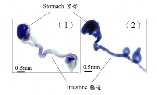 During development, neural stem cells differentiate into a wide-range of nerve cells, which subsequently form a neural network to control the bowel movement.  In general, neurogenesis starts first to generate varied types of neurons, which is then followed by gliogenesis, formation of the supporting cells (glia) for the neurons.  In the figures, glia is blue in color.  1) At the early stage of the development, only very few glia can be detected in the wild-type mouse gut (light blue); 2) Premature formation of glia was observed in the mutant gut with abnormal GLI protein (dark blue).